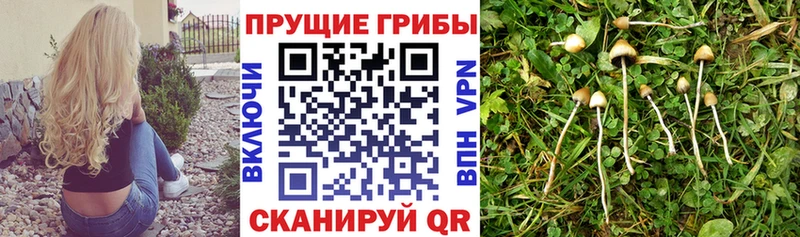 omg зеркало  Бор  Псилоцибиновые грибы Cubensis 